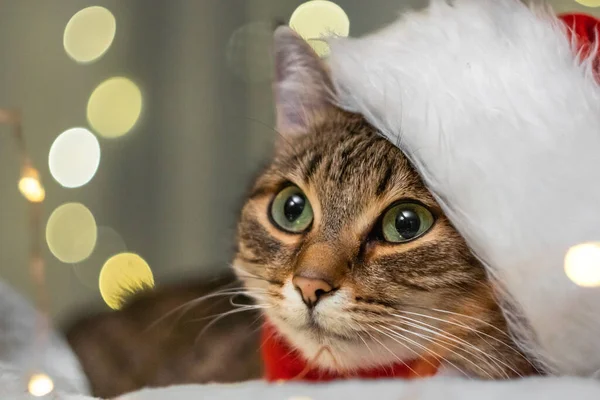 Χριστουγεννιάτικη Γάτα Κόκκινο Καπέλο Βασίλη Αντιγραφή Χώρου Υψηλής Ποιότητας Φωτογραφία — Φωτογραφία Αρχείου
