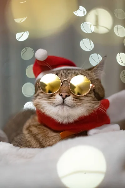 기사보기 크리스마스 고양이가 선글라스를 카펫에서 휴식을 취하고 배경에는 크리스마스 반짝이고 — 스톡 사진