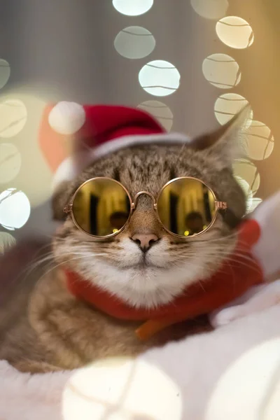 동물은 2023 크리스마스를 고양이이며 카메라를 들여다보고 크리스마스를 즐기는 고양이가 크리스마스를 — 스톡 사진