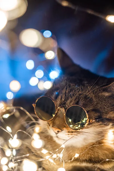 Retrato Gato Divertido Gafas Sol Con Luces Navidad Foto Alta — Foto de Stock