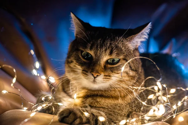 아름다운 고양이가 크리스마스 조명에 둘러싸인 있습니다 고품질 — 스톡 사진
