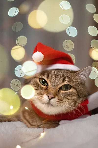 아름다운 고양이가 크리스마스 조명에 둘러싸인 있습니다 고품질 — 스톡 사진