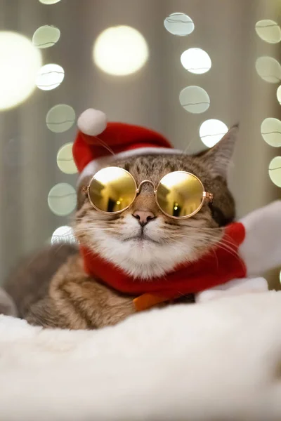 크리스마스 산타클로스 모자를 크리스마스 배경에 선글라스를 고양이 파티와 액세서리를 축하하는 — 스톡 사진