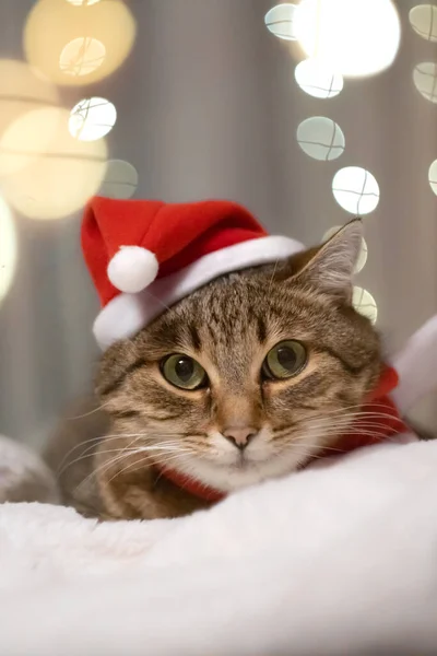 Χριστουγεννιάτικη Γάτα Κόκκινο Μαντήλι Και Καπέλο Βασίλη Όμορφη Γάτα Κάθεται — Φωτογραφία Αρχείου