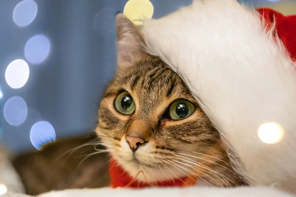 클로스 모자쓴 귀엽고 크리스마스 조명을 산타클로스 스카프를 고양이 고품질 — 스톡 사진