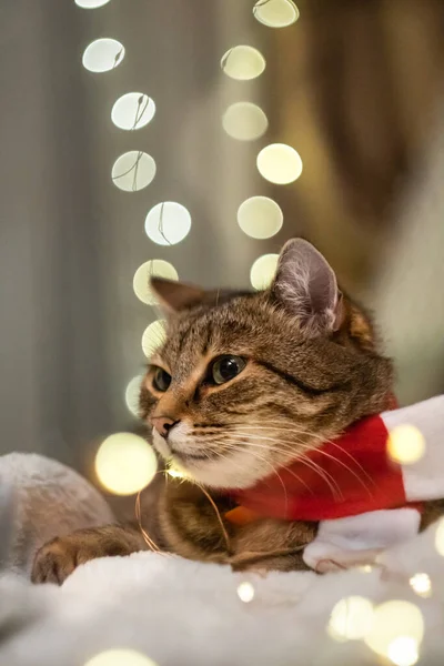 크리스마스 고양이 크리스마스 산타클로스 스카프 선택적 집중입니다 고품질 — 스톡 사진