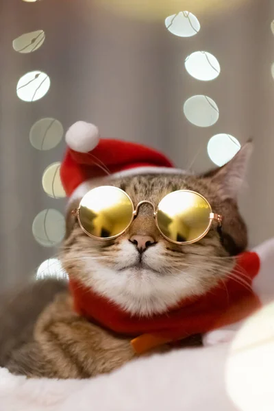 Gato Doméstico Traje Natal Roupa Vestindo Óculos Sol Deitado Relaxante — Fotografia de Stock