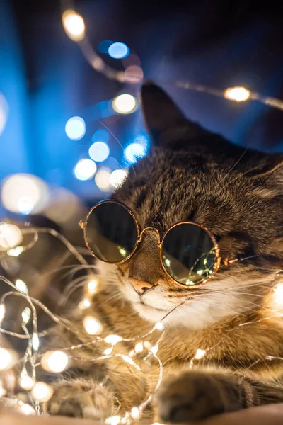 Portrait of funny party cat in sunglasses with Christmas lights. High quality photo