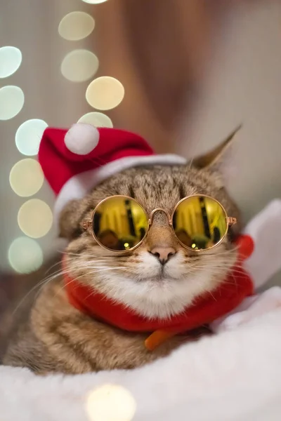Gato Engraçado Chapéu Papai Noel Natal Óculos Sol Fundo Luzes — Fotografia de Stock