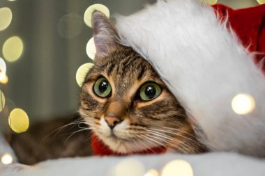 Noel ışıklarıyla çevrili bir yastığın üzerinde oturan güzel kedi. Yüksek kalite fotoğraf