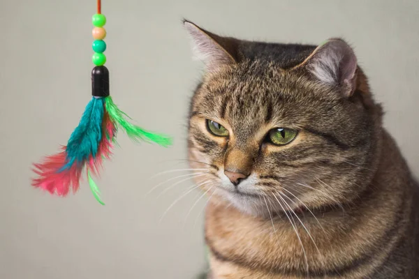 Cute fluffy cat with beautiful green eyes sitting on the floor and playing with feathers toy hold by owner. Beautiful domestic cat indoors in white room. High quality photo