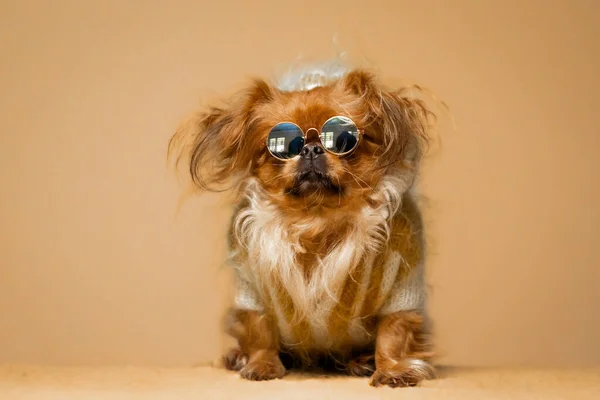 Cool pekingese dog with retro sunglasses and jacket on orange background in studio. Copy space. High quality photo