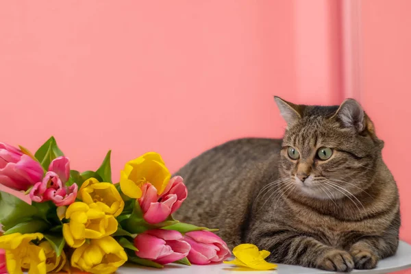 Large tabby cat and a bouquet of flowers, isolated on a pink background. High quality photo