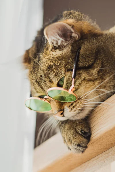 Красива Кішка Сонцезахисних Окулярах Позує Камери Високоякісна Фотографія — стокове фото