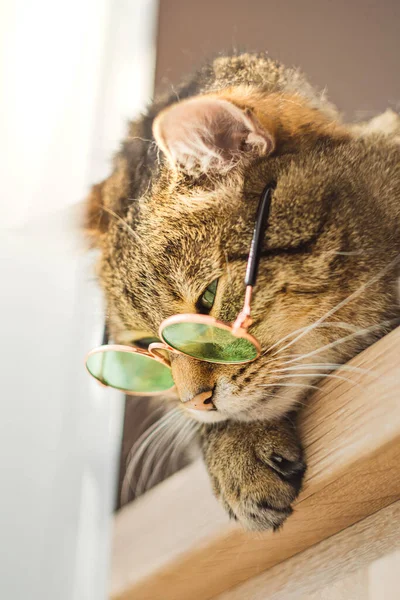 Красива Кішка Сонцезахисних Окулярах Позує Камери Високоякісна Фотографія — стокове фото
