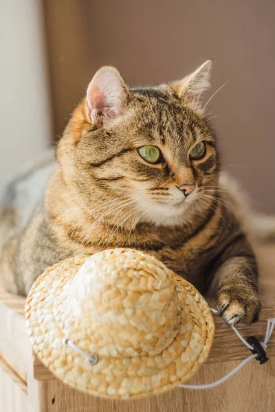 Porträt Einer Lustigen Katze Mit Strohhut Die Auf Einem Nachttisch — Stockfoto