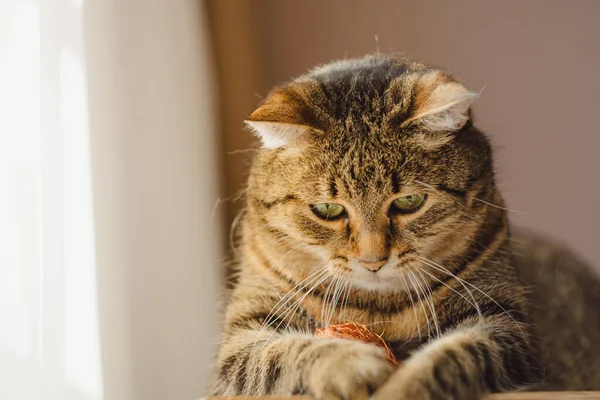 Porträt Einer Lustigen Katze Die Auf Dem Nachttisch Liegt Hochwertiges — Stockfoto