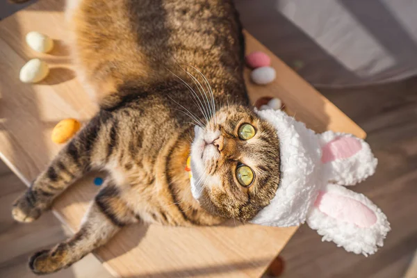 Nettes Kätzchen Blickt Einem Hasenkostüm Die Kamera Die Katze Liegt — Stockfoto