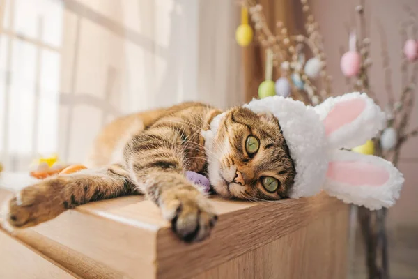 stock image Easter bunny cat in bunny ears lying on the bedside table. High quality photo