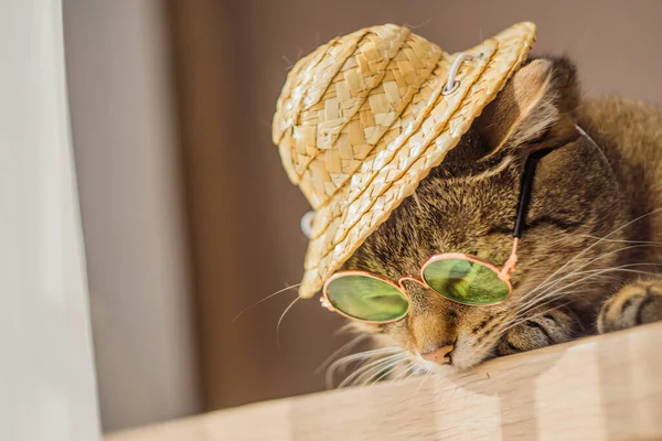 Güneş gözlüklü ve şapkalı şirin bir kedi. Manzarayı kapat. Dikey fotoğraf. Yüksek kalite fotoğraf