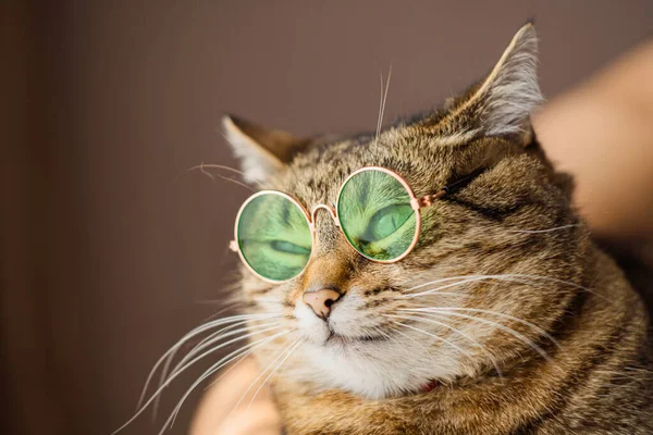 Stylish cat with green mirrored lenses. High quality photo