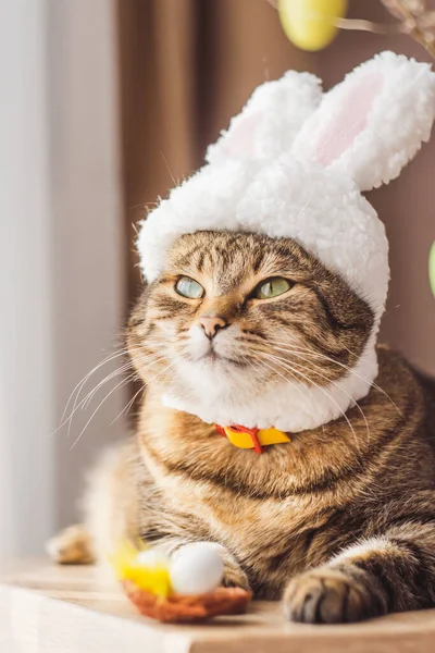 Easter Bunny. Tabby cat in the form of an Easter rabbit with a nest of Easter eggs. Holiday background, funny picture. spring holiday. High quality photo