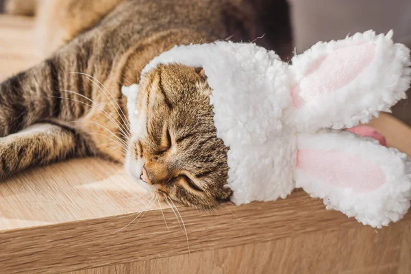 A cat with rabbit ears sleeps on a light night table surrounded by Easter eggs. The concept of pets for Easter. High quality photo