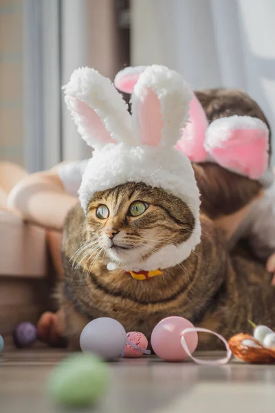 Easter Bunny. Tabby cat in the rabbit ears with Easter eggs. Holiday background, funny picture. Spring holiday. High quality photo