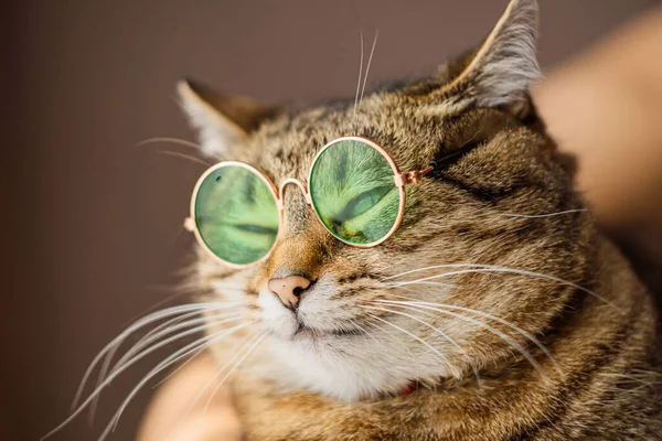 Close Portrait Funny Cat Wearing Green Sunglasses Isolated Light Background — Stock Photo, Image