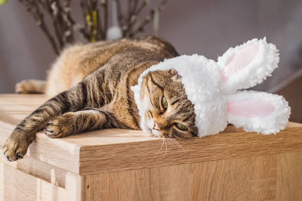 Πασχαλινή Γάτα Αυτιά Κουνελιού Ξαπλωμένη Στο Κομοδίνο Υψηλής Ποιότητας Φωτογραφία — Φωτογραφία Αρχείου