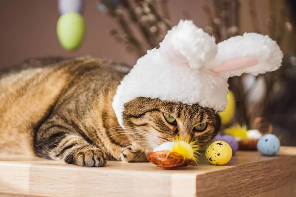 Easter Bunny. Tabby cat in the form of an Easter rabbit with a nest of Easter eggs. Holiday background, funny picture. spring holiday. High quality photo