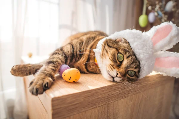 Pretty cat with rabbit ears and easter egg. High quality photo