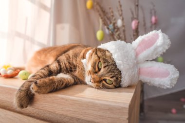 Komodinin üzerinde yatan tavşan kulaklı paskalya tavşanı kedi. Yüksek kalite fotoğraf