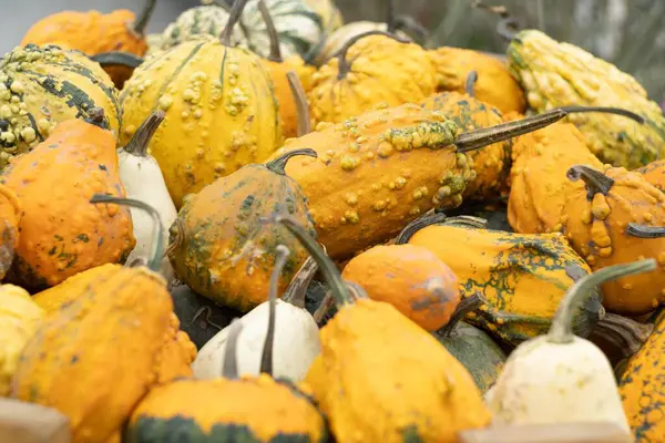 Lots of decorative mini pumpkins. Autumn harvest, decorative, pumpkin exhibition. High quality photo