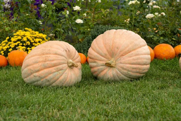 Two Big Pumpkins Lawn Countryside High Quality Photo — Stock Photo, Image