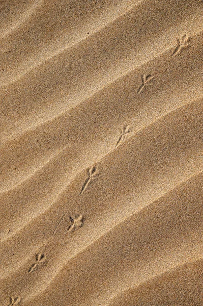 Sfondo Con Spiaggia Sabbia Piste Uccelli Primo Piano Dune Sabbia — Foto Stock