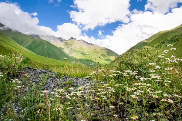 Gyönyörű Hegyi Táj Vadvirágokkal Százszorszépekkel Egy Felhős Nyári Napon Kazbegi — Stock Fotó