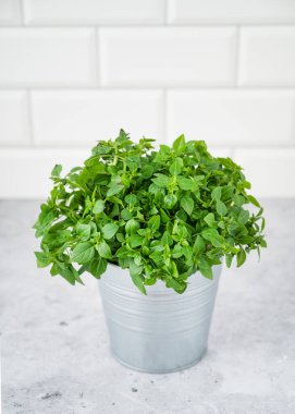 Beyaz tuğladan bir kap taze fesleğen. Organik gıda kavramı. Önden bak ve uzayı kopyala. Dikey yönelim.