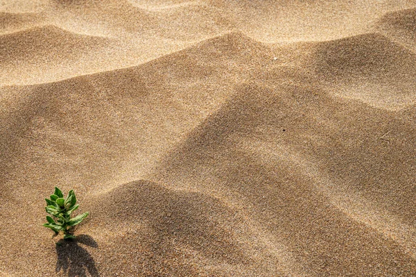 stock image Background with beach sand and green plant close-up. Sand dunes on a sunny summer day. Top view and copy space.