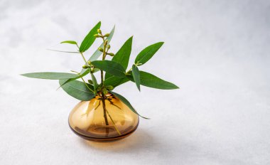 Bir buket taze okaliptüs, arka planda cam bir vazoda duruyor. 8 Mart 'ın konsepti, mutlu kadınlar günü. Ön görünüm ve boşluk kopyala.