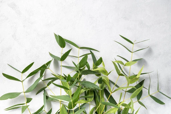 stock image Branches of fresh eucalyptus  on a light textured  background. Top view and copy space. 