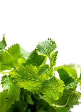 Bir demet taze naneli bitki. Beyaz izole edilmiş arka planda bulunan sağlıklı baharatlar. Metin için boş alan