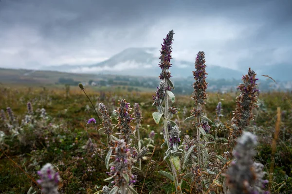 Landschap Met Een Berg Velden Met Bloemen Sluiten Een Bewolkte — Stockfoto