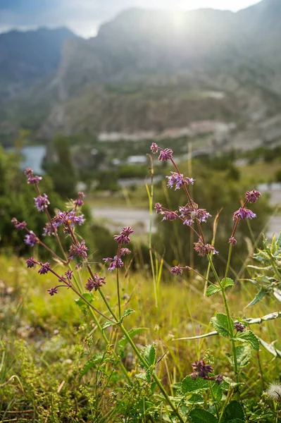 Landschap Met Wilde Bloemen Gras Met Bergen Velden Een Rivier — Stockfoto