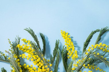 Mavi arka planda sarı bir mimoza çiçeği dalı. 8 Mart 'ın konsepti, mutlu kadınlar günü. Metin için üst görünüm ve boşluk.