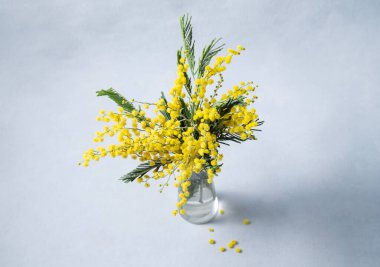 Bir buket sarı mimoza çiçeği mavi arka plandaki cam bir vazoda duruyor. 8 Mart 'ın konsepti, mutlu kadınlar günü. Üst görünüm ve kopyalama alanı.