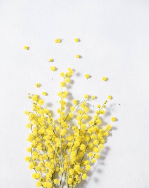 Beyaz arka planda sarı bir mimoza çiçeği dalı. 8 Mart 'ın konsepti, mutlu kadınlar günü. Metin için üst görünüm ve boşluk.