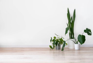 Açık gri bir zeminde, beyaz kaplarda, boş bir odada beyaz bir duvara karşı duran ev bitkileri. Minimalist İskandinav tarzı.