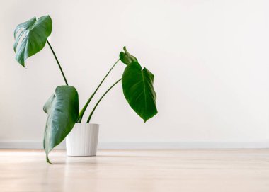 Açık gri bir zeminde beyaz kaplarda, boş bir odada beyaz bir duvara yaslanmış ev bitkileri canavarı. İç mekanda minimalist İskandinav tarzı kavramı. Metin için boş alan.