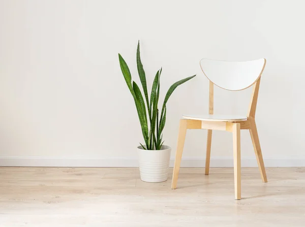 白色的木制椅子和室内盆栽在米黄色的橡木地板和灰色的墙壁上装饰房间的背景 公寓的空间布局是空旷的 免费复制空间 — 图库照片